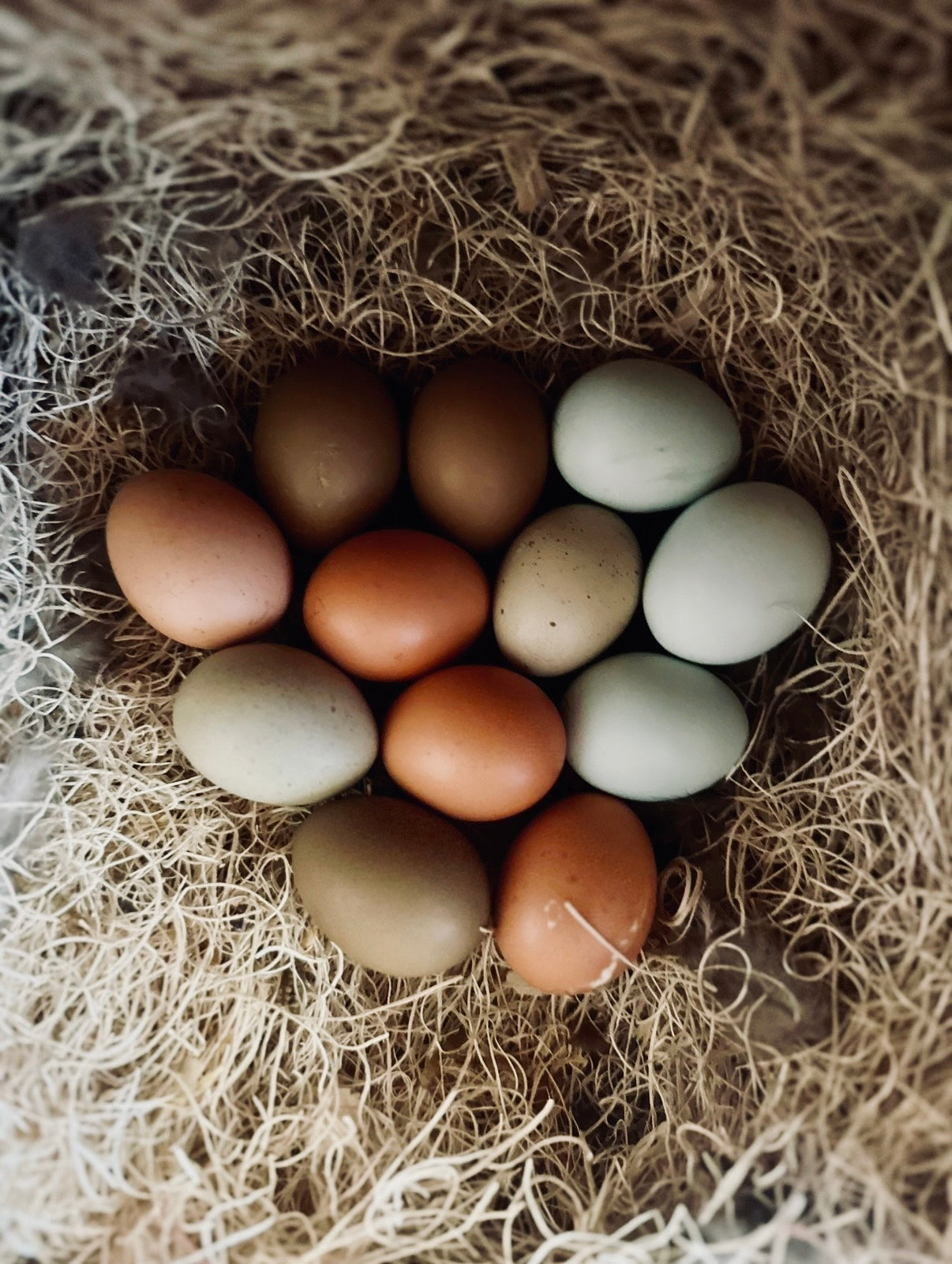 Eggs